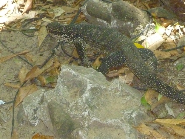 A monitor lizard who just wants to be left in peace. I can dig that.