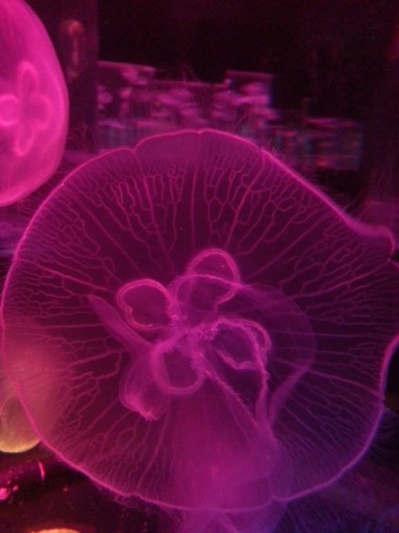 Jellyfish display