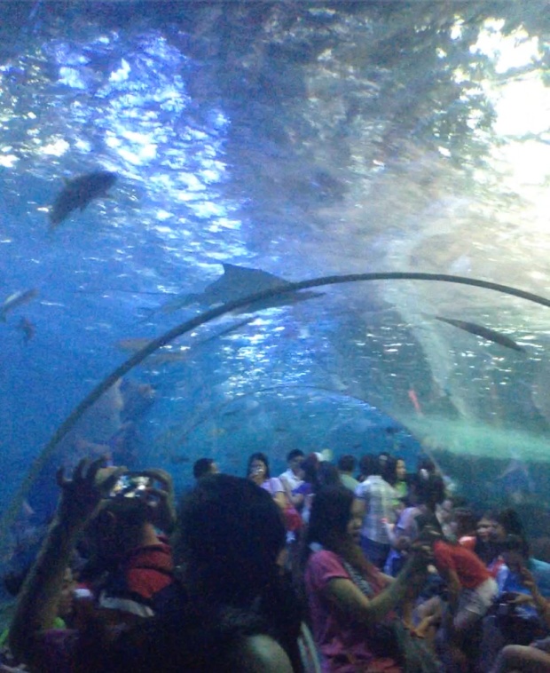 The underwater plexiglass corridor of the Oceanarium